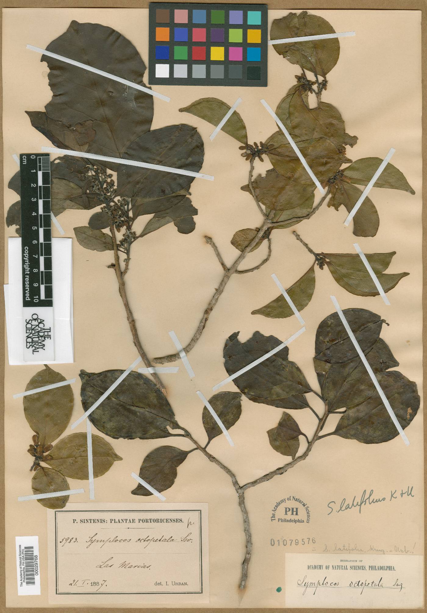 Symplocos octopetala image