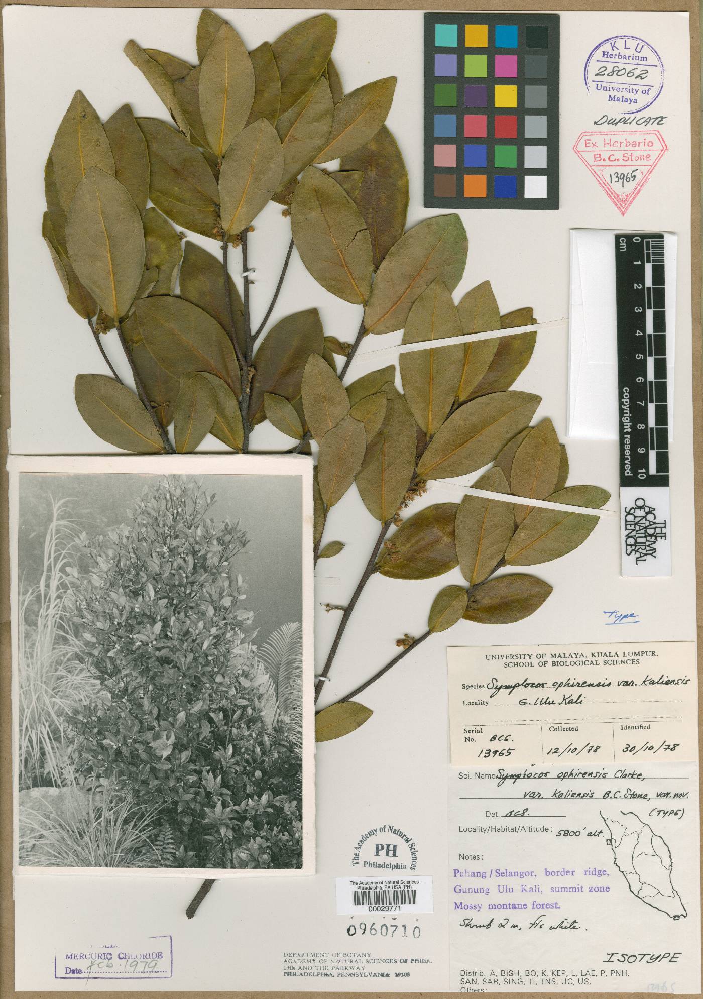 Symplocos ophirensis var. kaliensis image