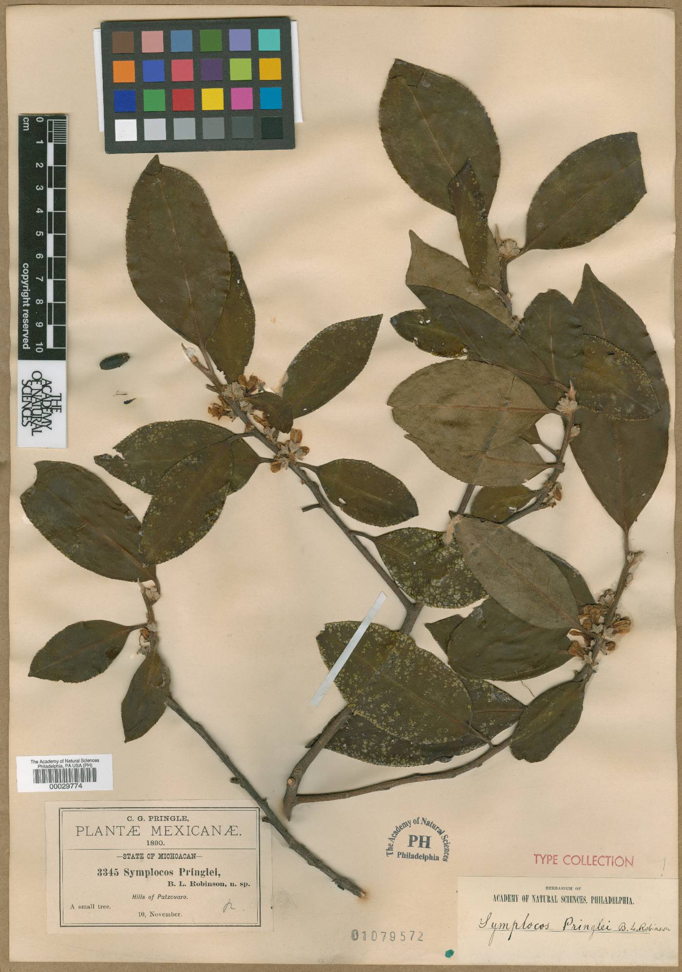Symplocos pringlei image