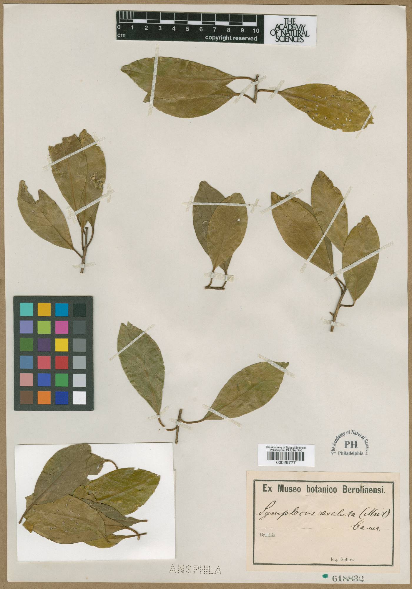 Symplocos revoluta image