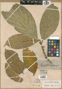 Symplocos rubiginosa image
