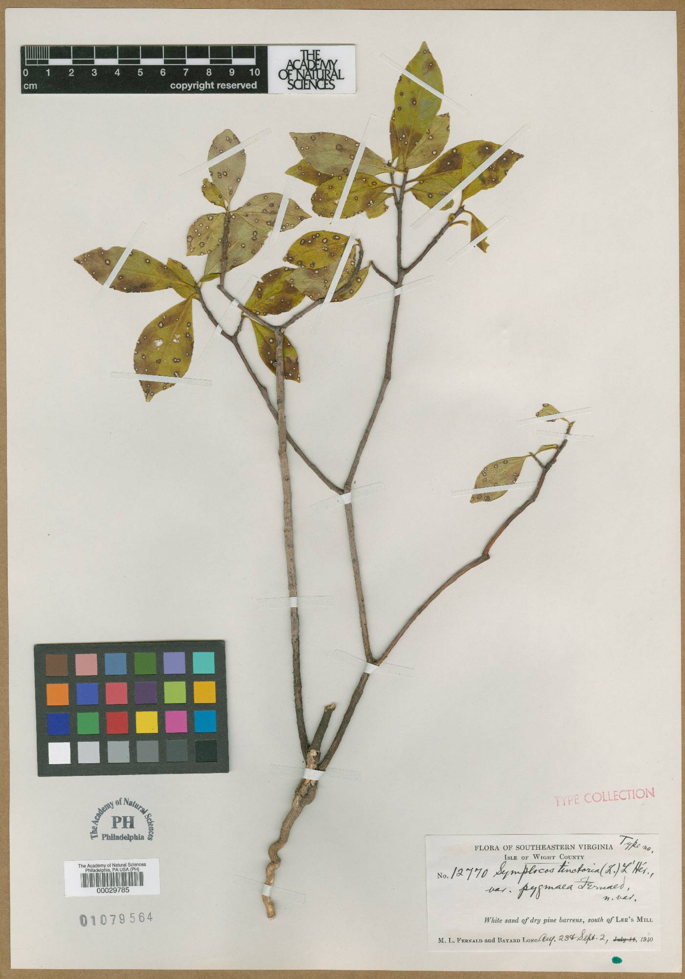 Symplocos tinctoria var. pygmaea image
