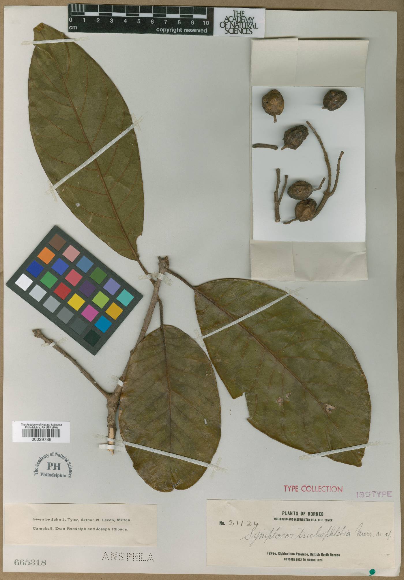 Symplocos odoratissima var. wenzelii image