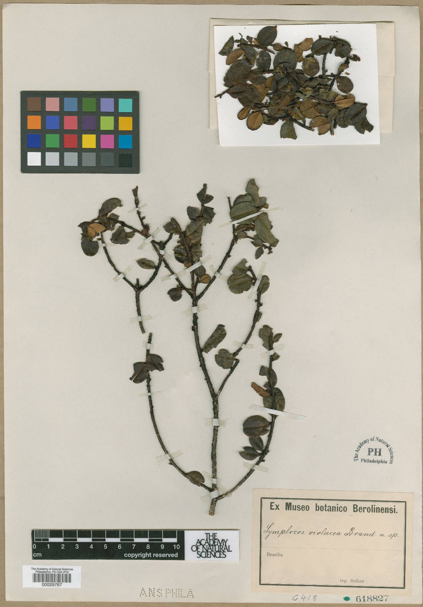 Symplocos violacea image