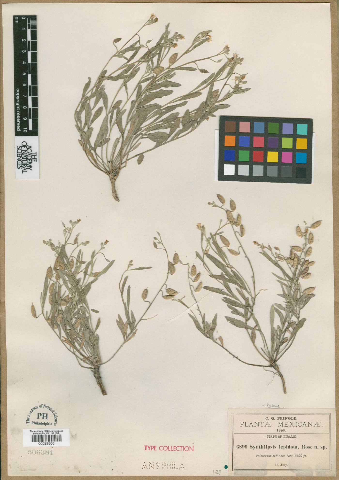 Physaria rosei image