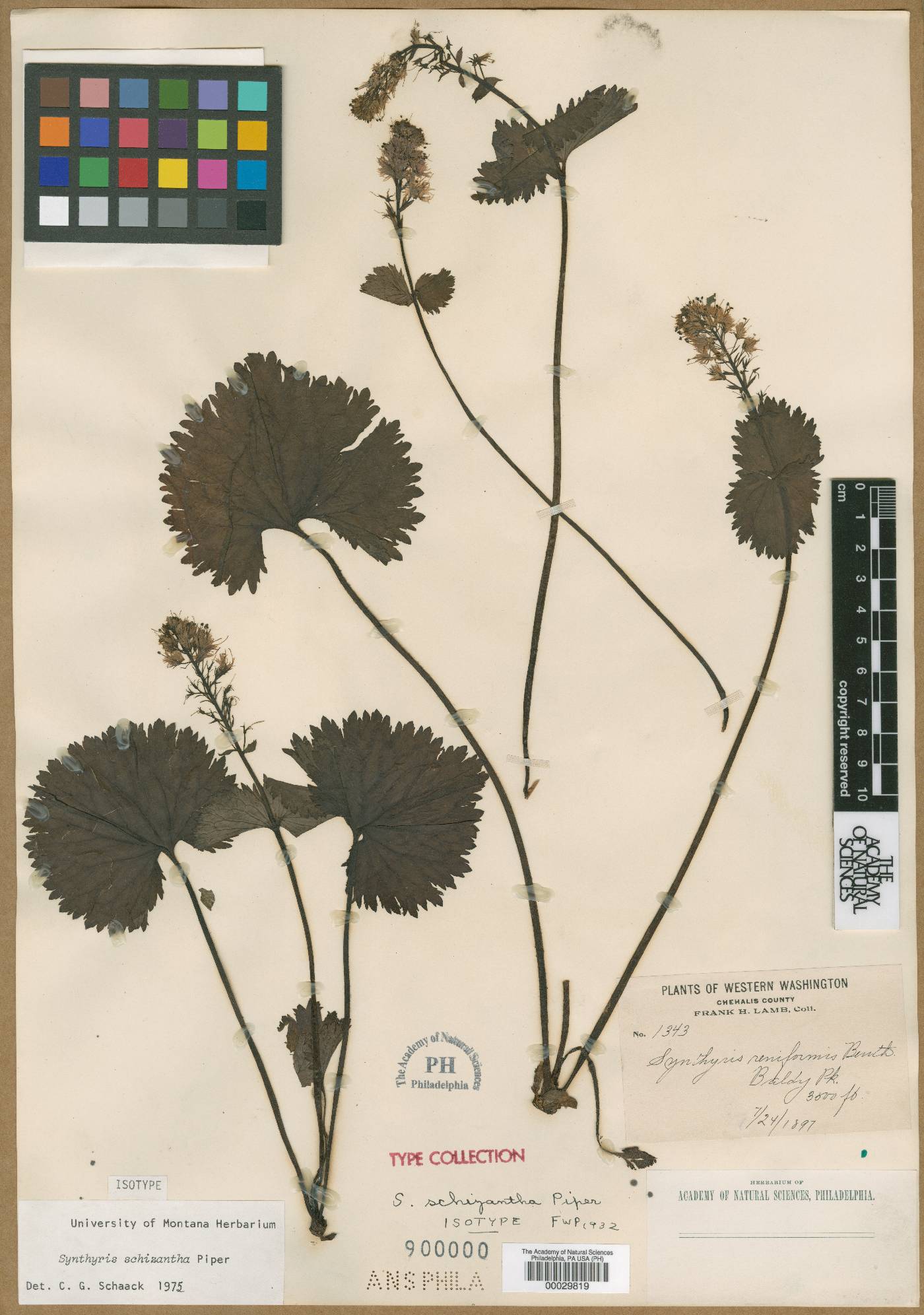 Synthyris schizantha image