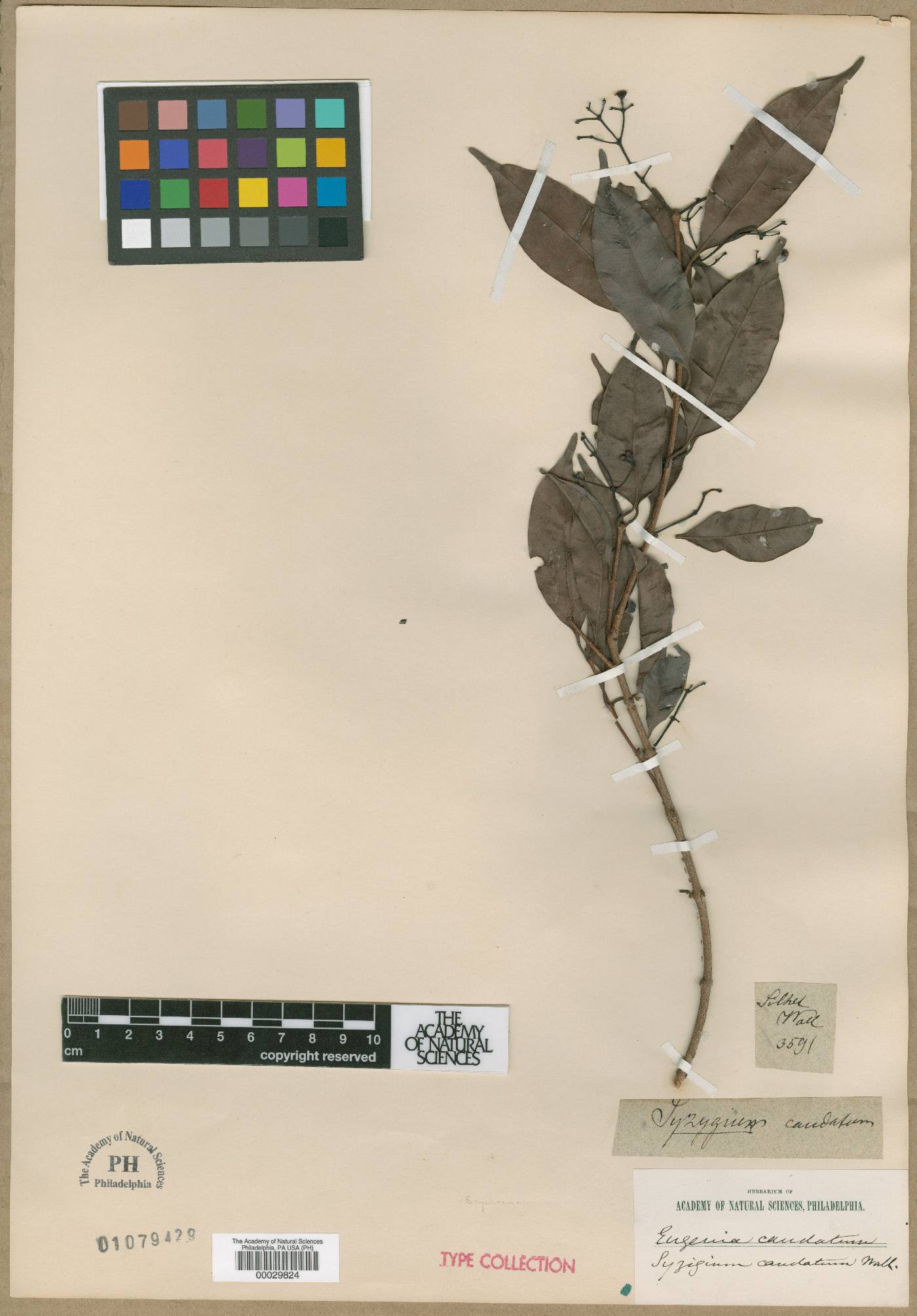 Syzygium caudatum image