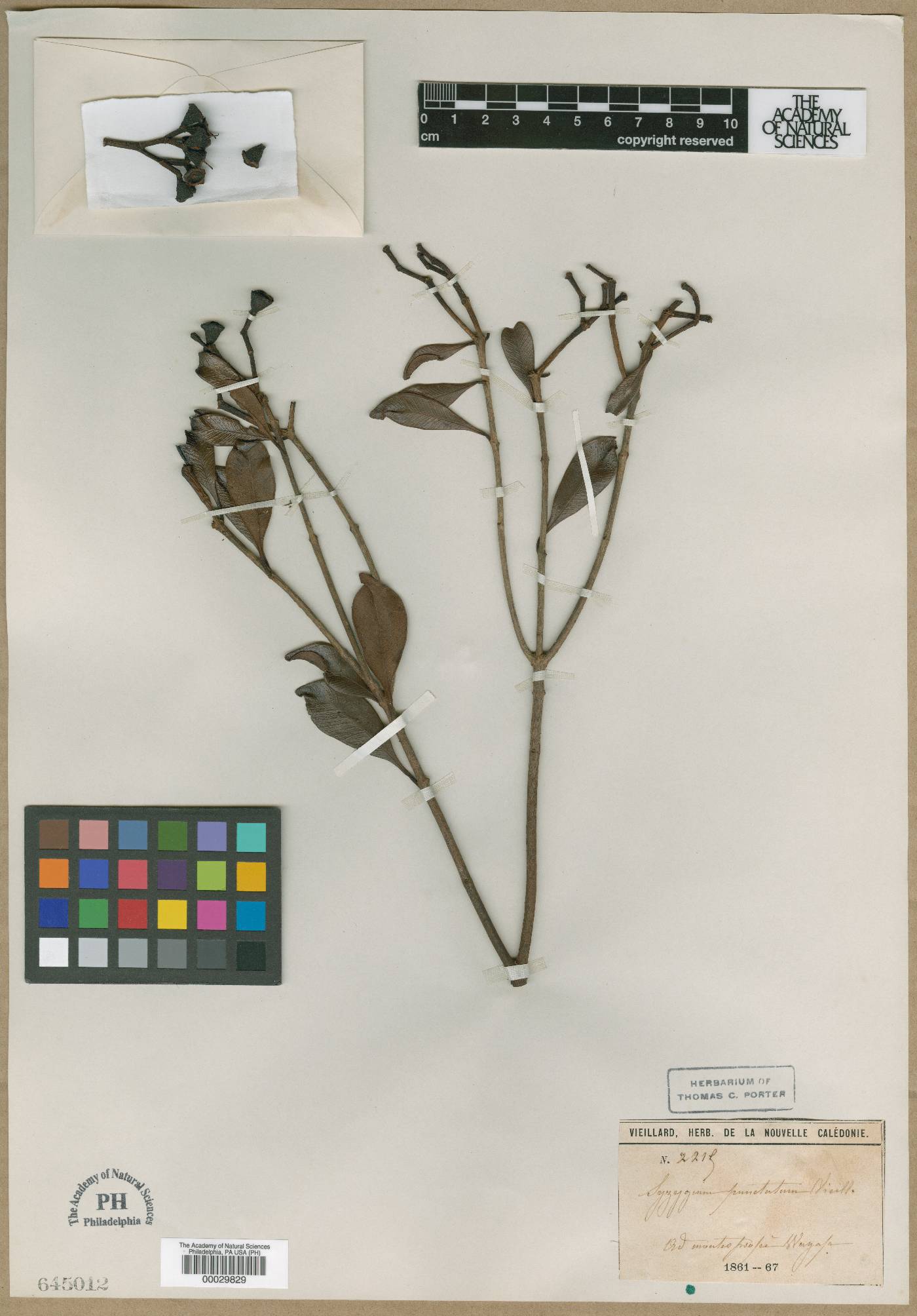 Syzygium micans image