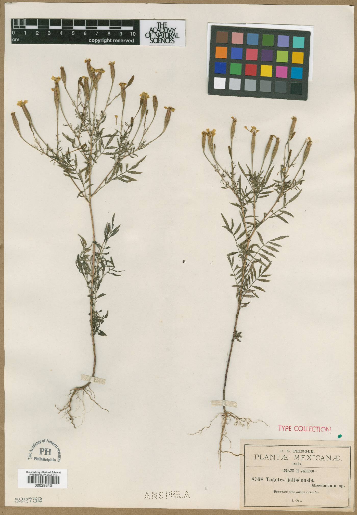 Tagetes jaliscensis image