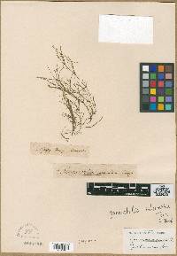 Zannichellia palustris subsp. palustris image