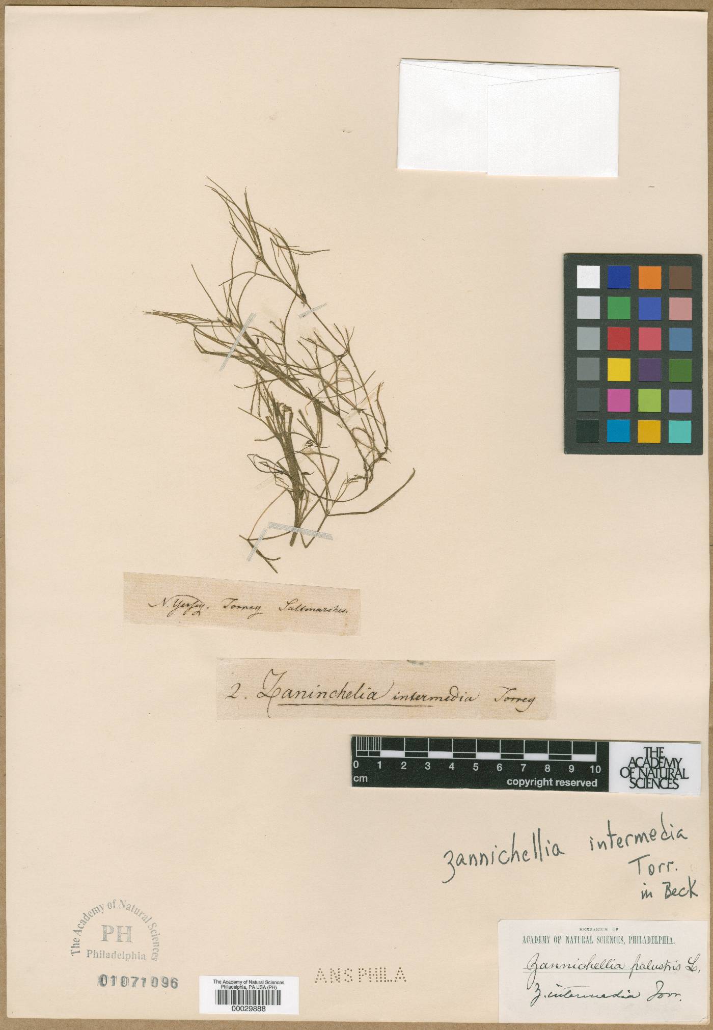 Zannichellia palustris subsp. palustris image