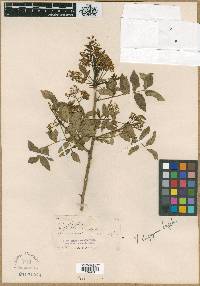 Zanthoxylum clava-herculis subsp. clava-herculis image