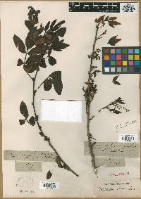 Zanthoxylum armatum image