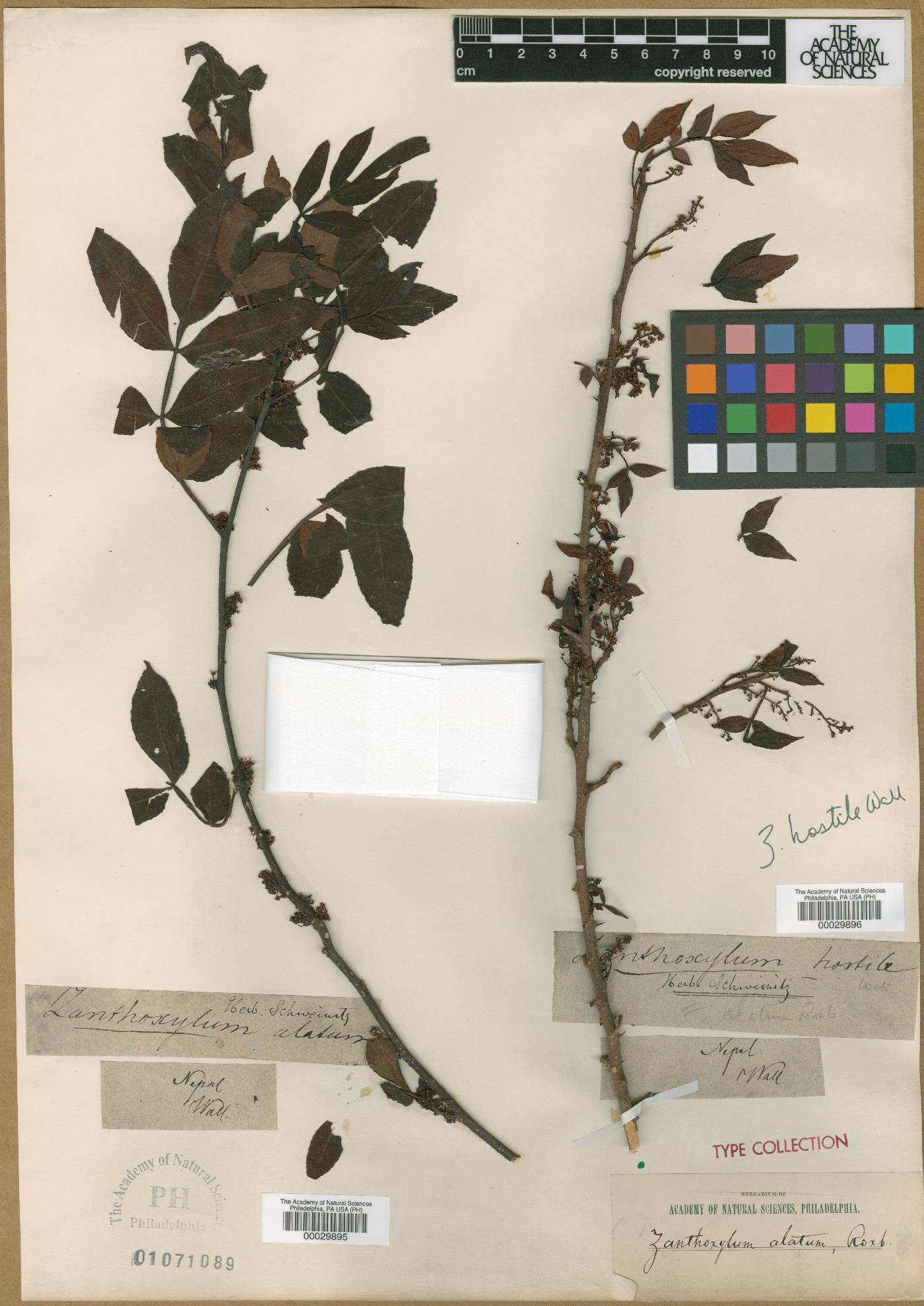 Zanthoxylum armatum var. ferrugineum image