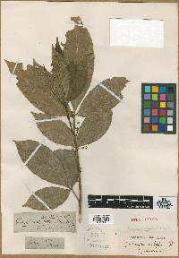 Media resource of Zanthoxylum lucidum