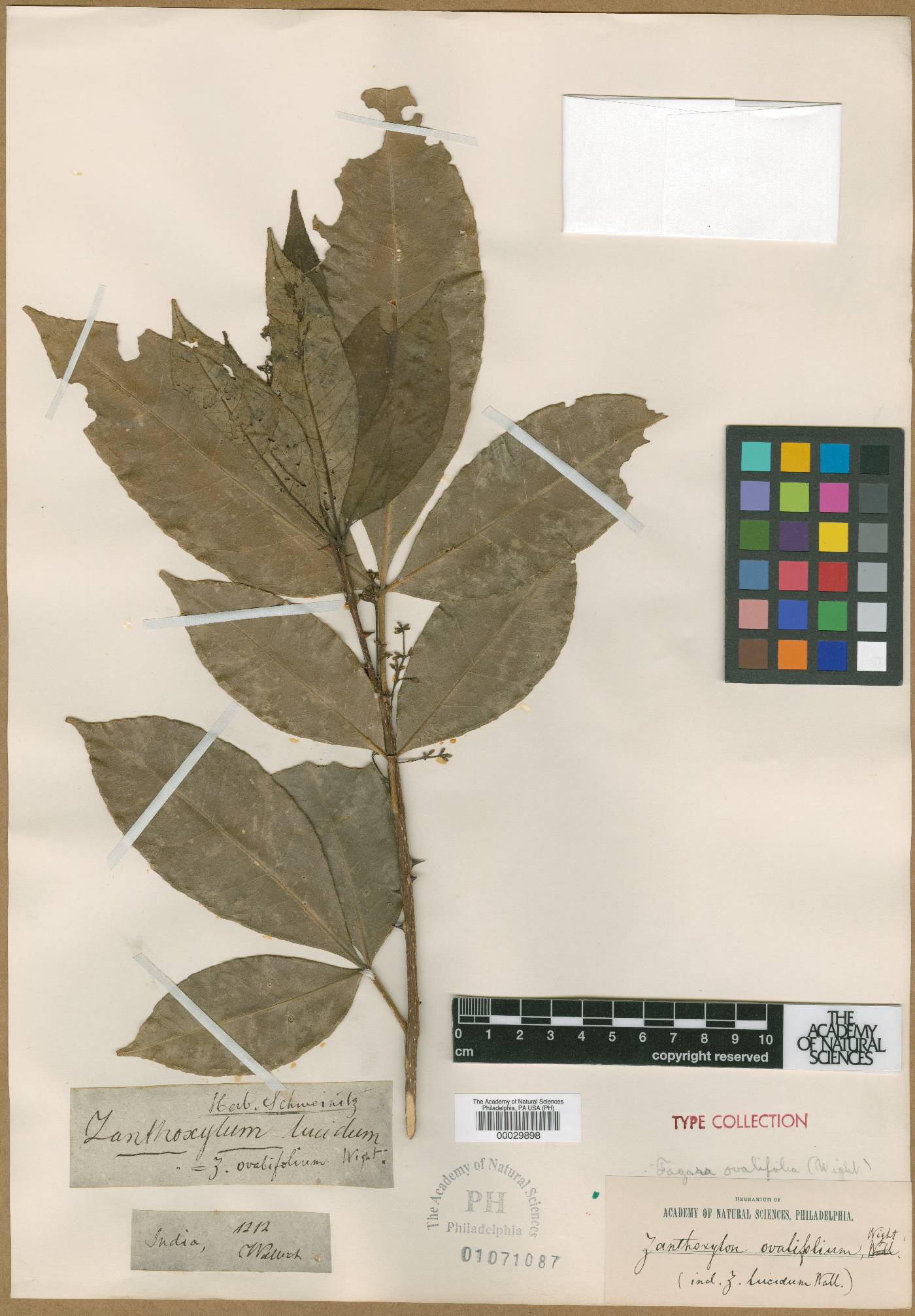 Zanthoxylum lucidum image