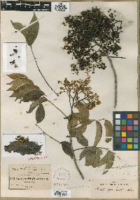 Zanthoxylum acuminatum image