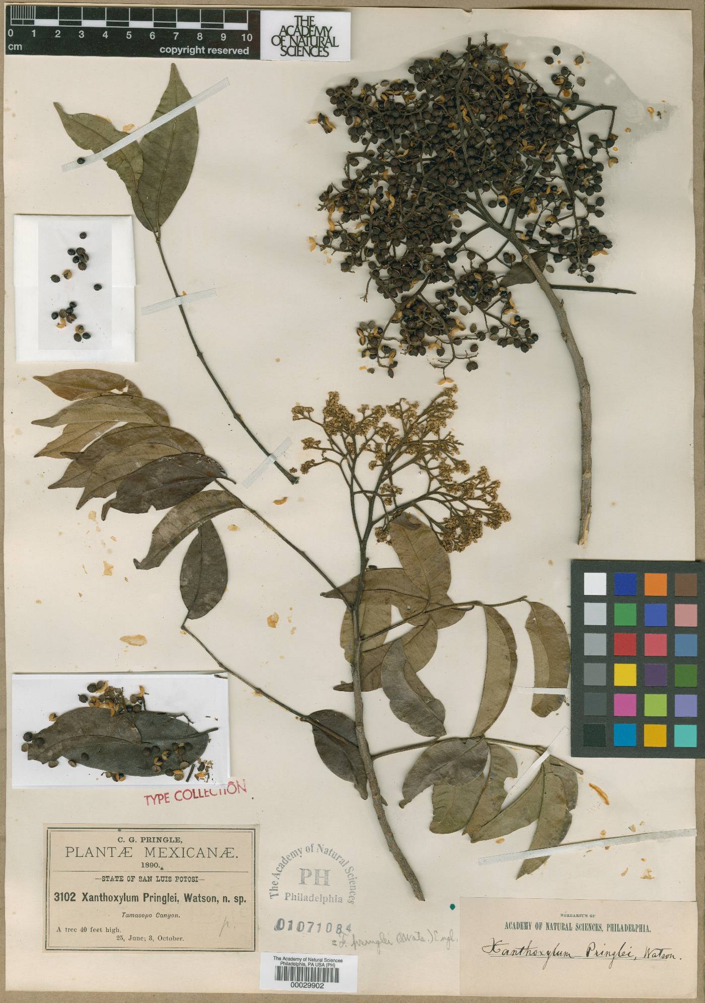 Zanthoxylum acuminatum image