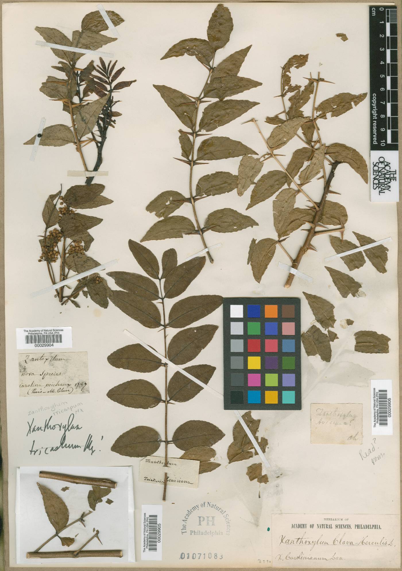 Zanthoxylum tricarpum image