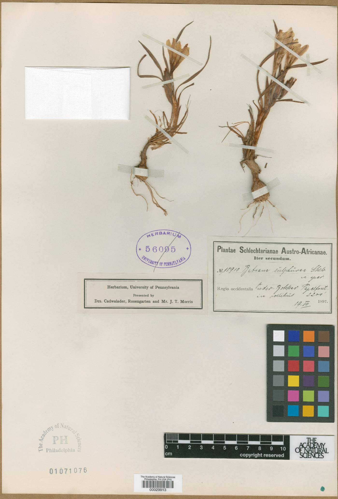 Babiana sulphurea image