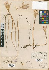 Zephyranthes treatiae image