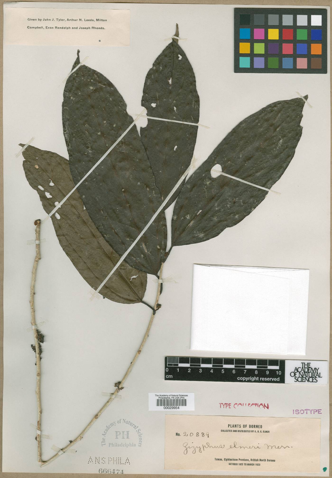 Ziziphus elmeri image