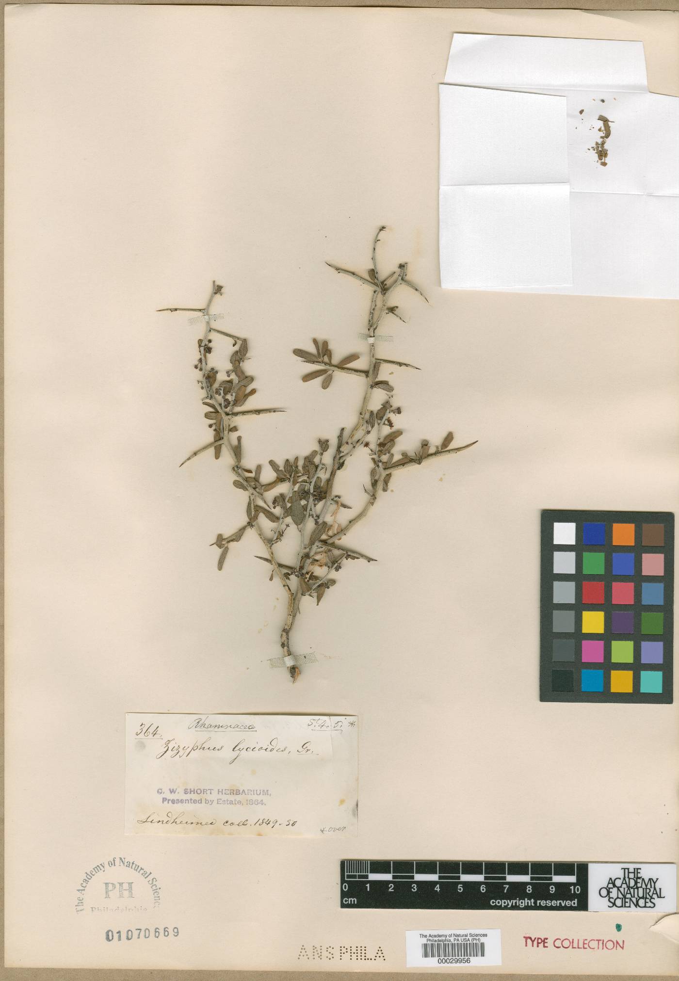 Ziziphus lycioides image