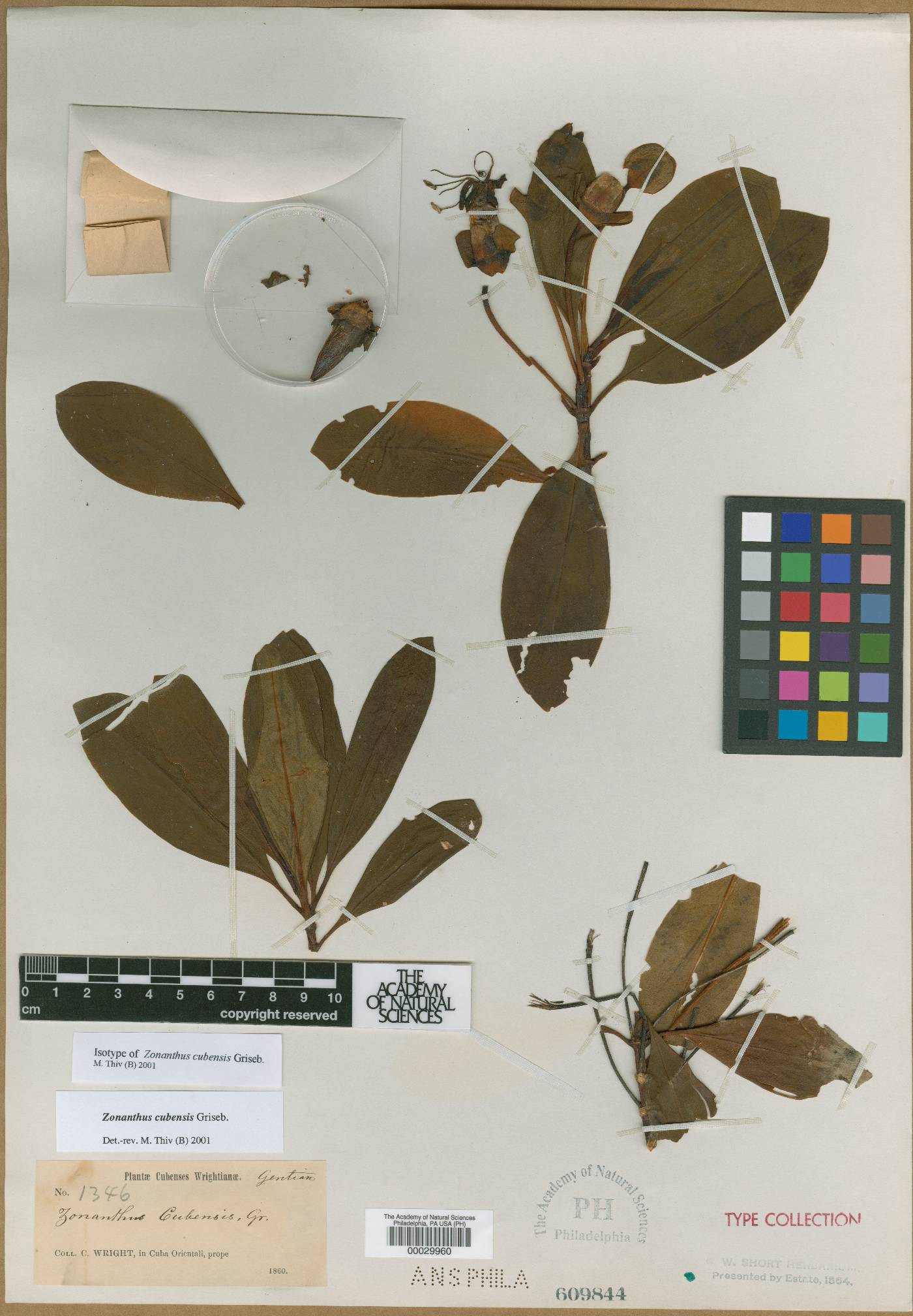 Zonanthus cubensis image