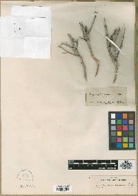 Image of Zygophyllum dumosum