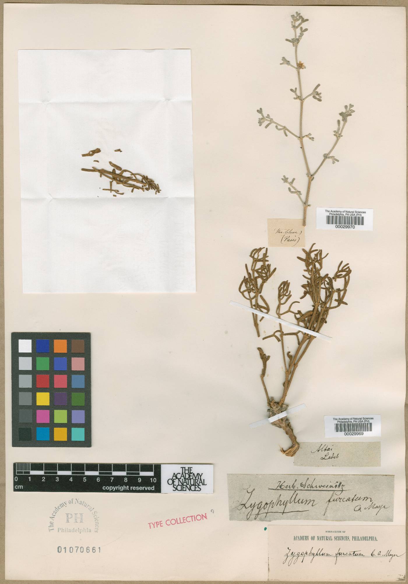 Zygophyllum furcatum image