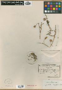 Image of Roepera teretifolia