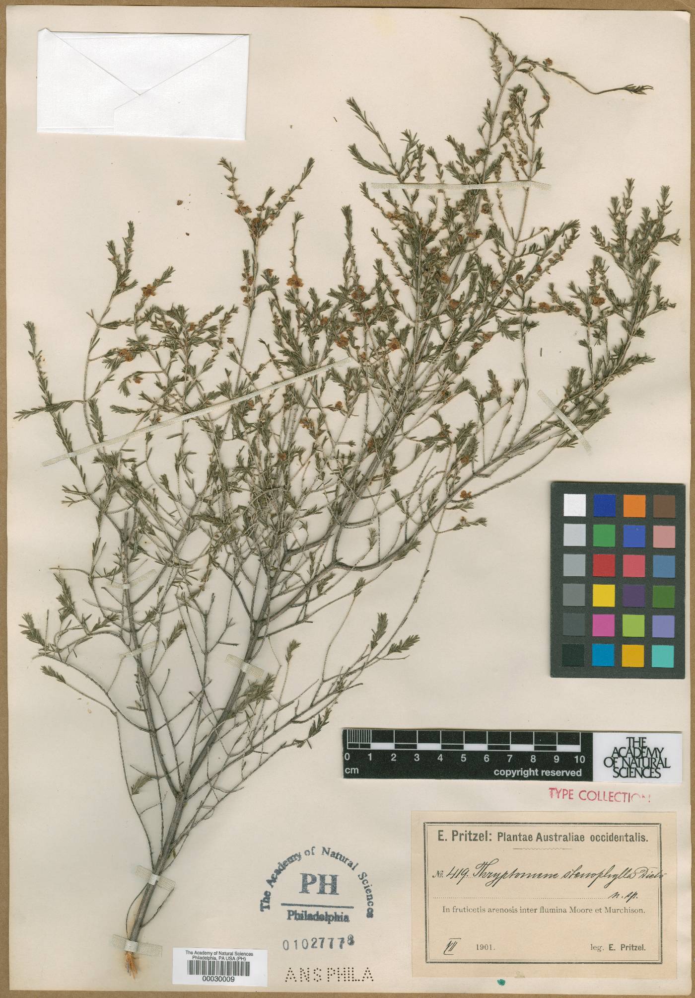 Thryptomene stenophylla image