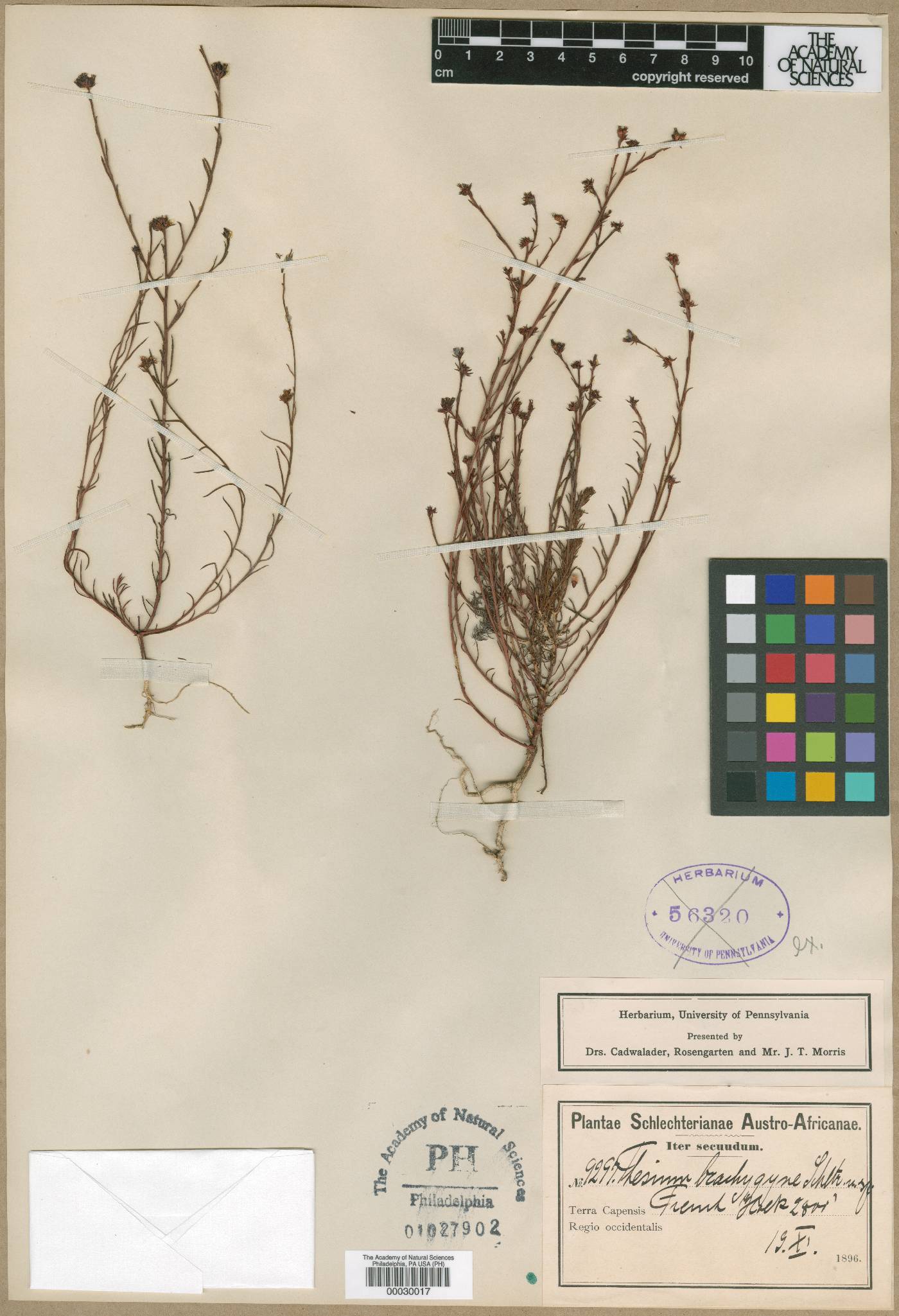 Thesium brachygyne image