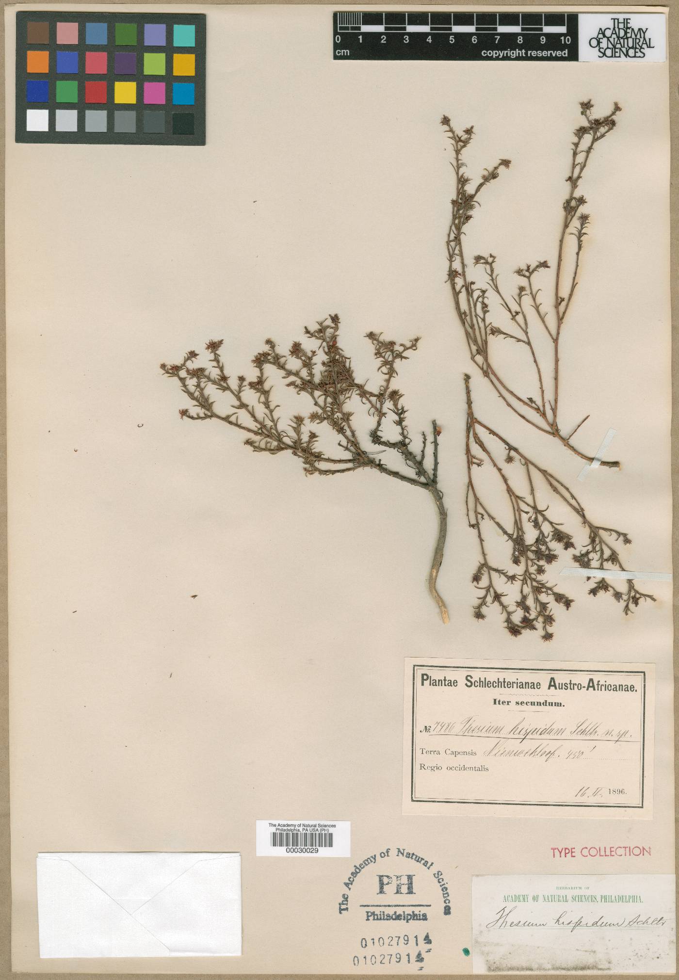 Thesium hispidum image