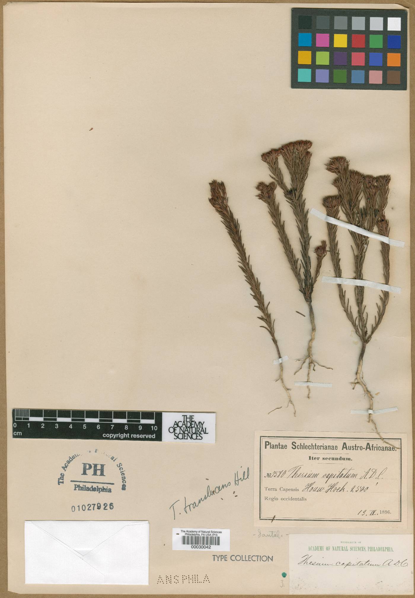 Thesium translucens image