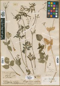 Thaspium atropurpureum image