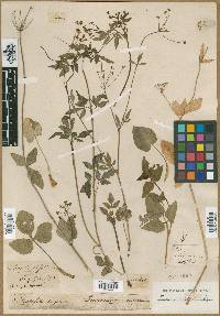 Thaspium atropurpureum image