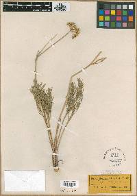 Thaspium trachypleurum image