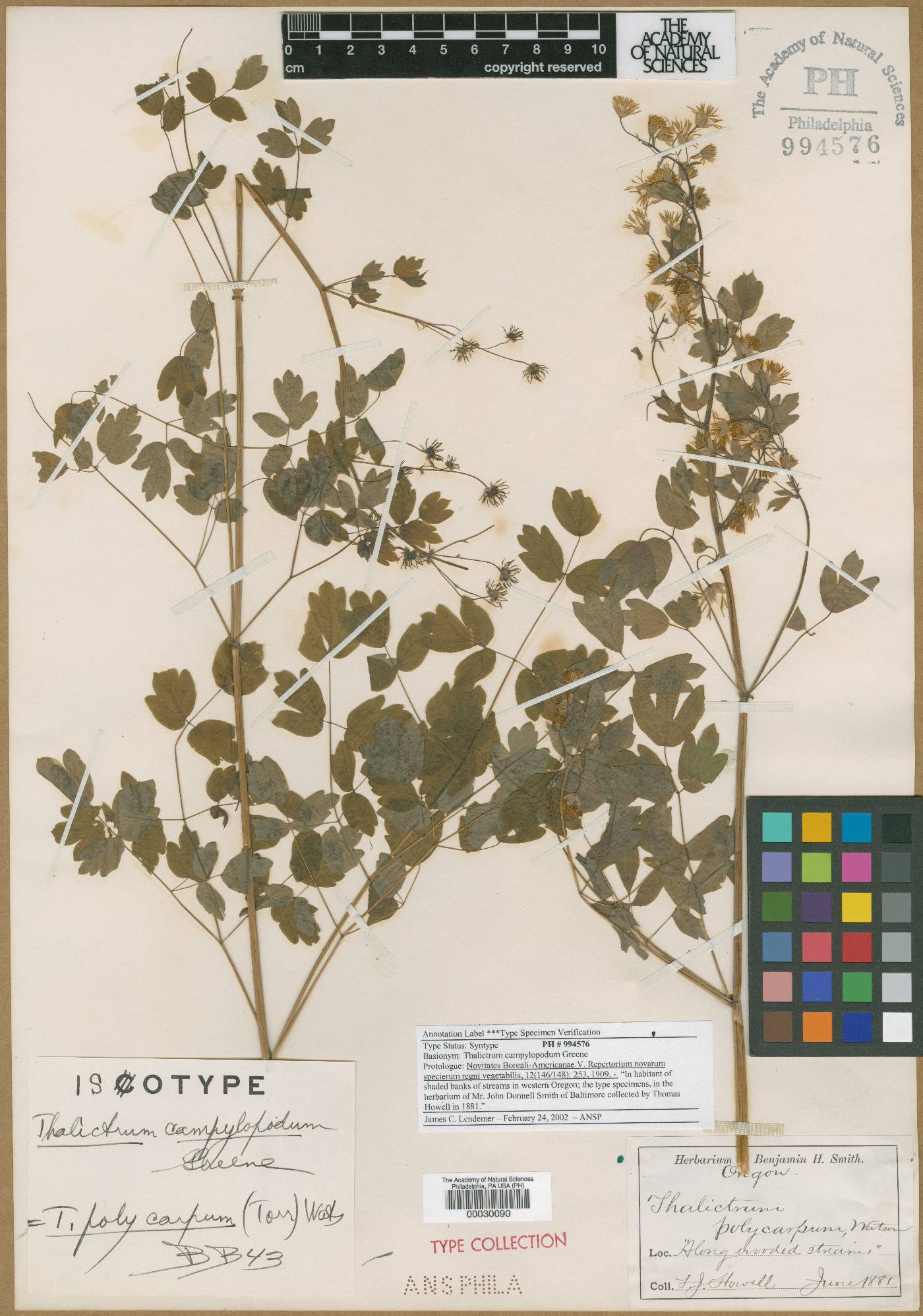 Thalictrum campylopodum image