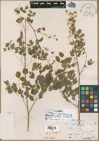 Thalictrum campylopodum image