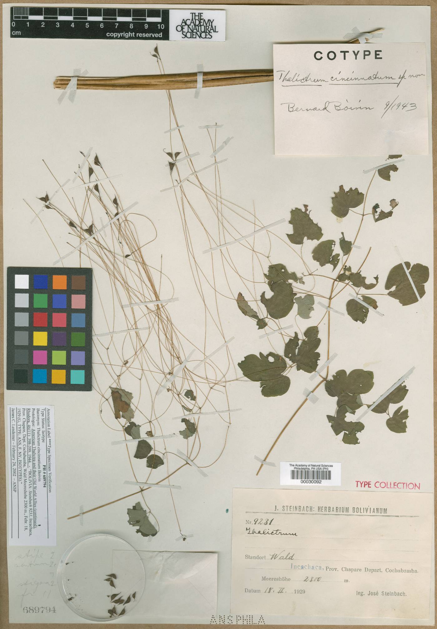 Thalictrum cincinnatum image