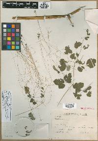 Thalictrum cincinnatum image