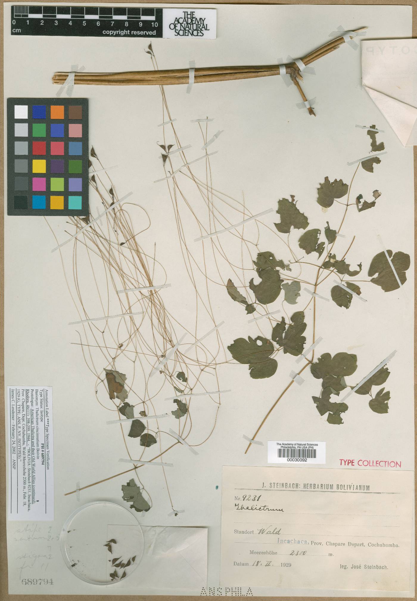 Thalictrum cincinnatum image