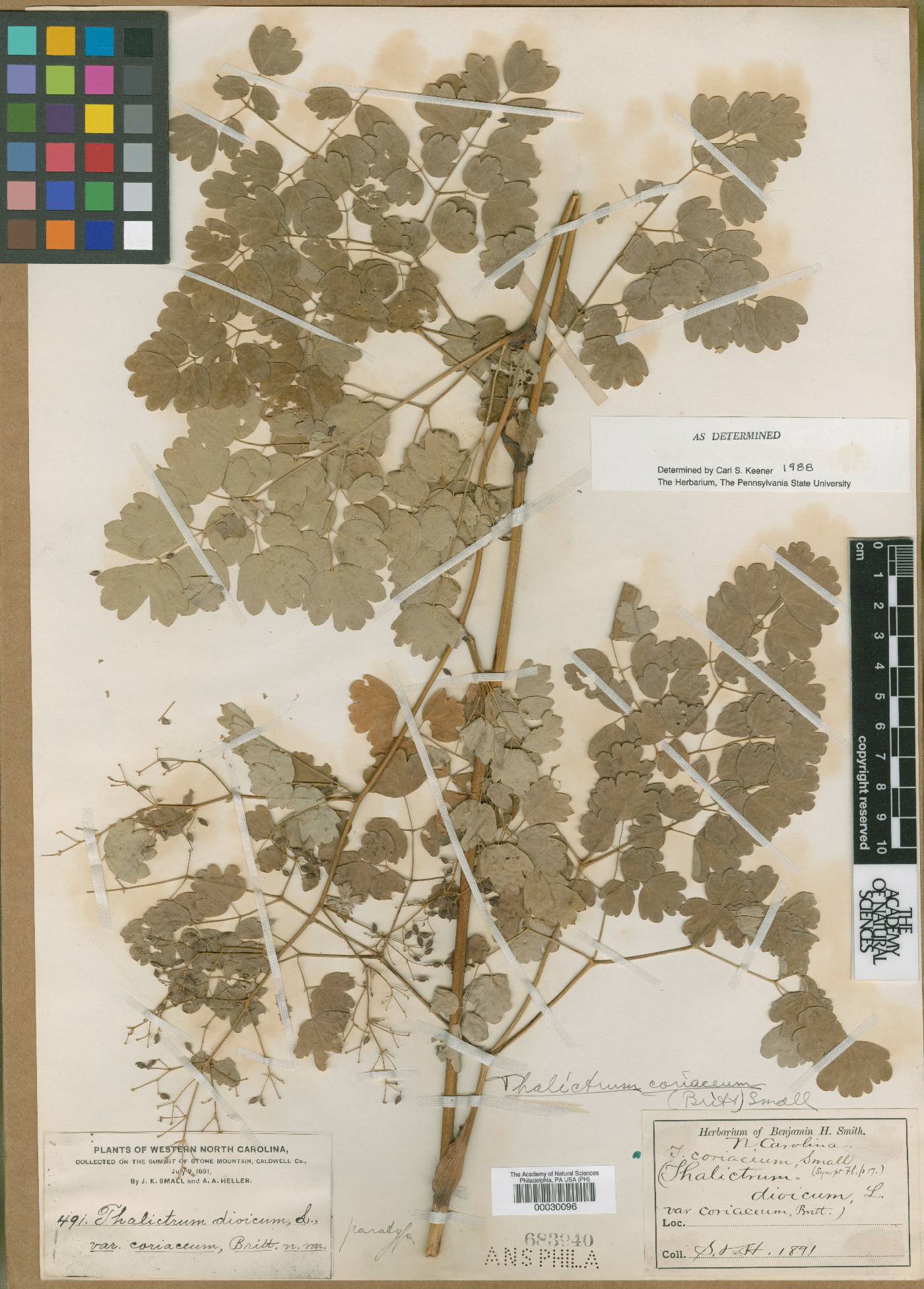 Thalictrum coriaceum image