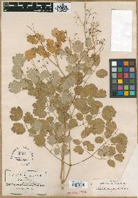 Thalictrum grandifolium image