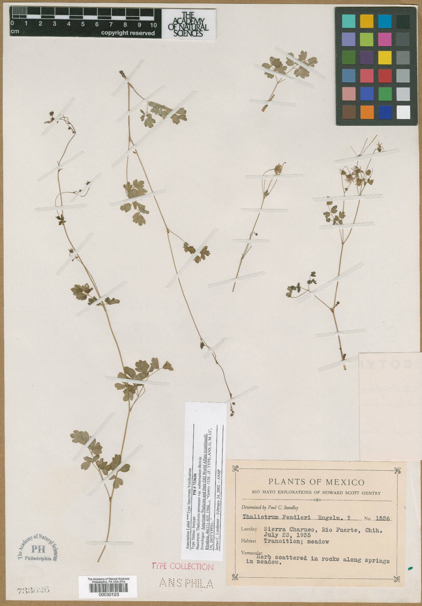 Thalictrum pinnatum image