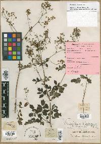 Thalictrum pubescens image