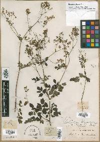 Thalictrum pubescens image