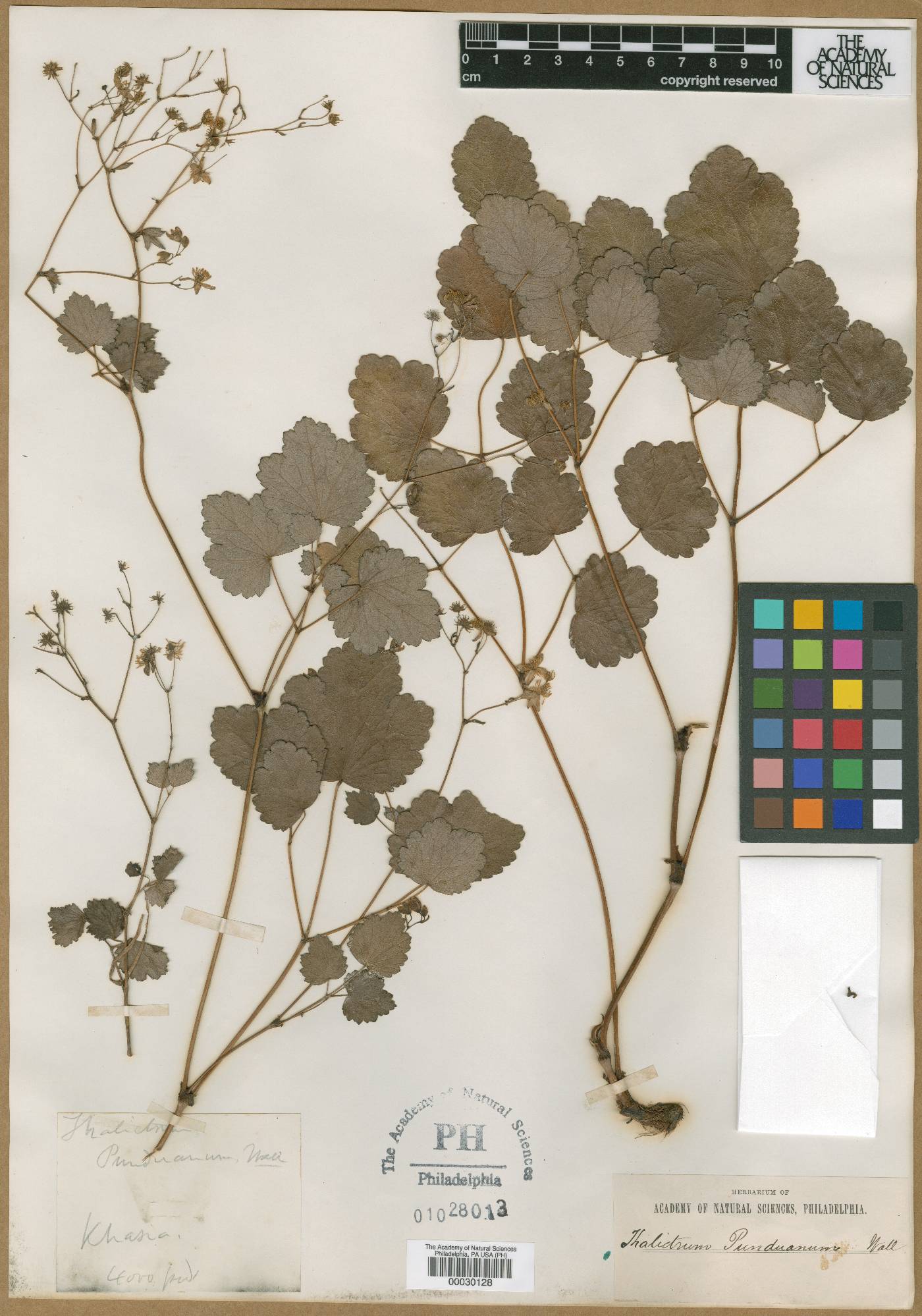 Thalictrum punduanum image