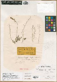 Thalictrum scopulorum image